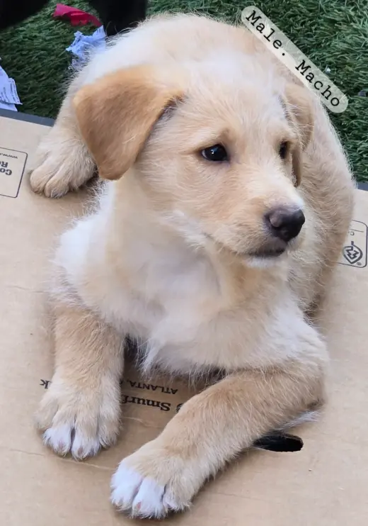 Cachorros en adopción $50