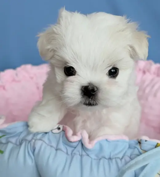 Male Teacup Maltese Available