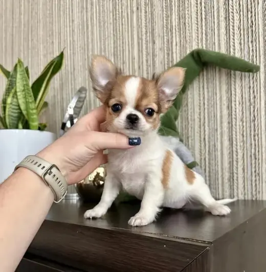 Hermoso Cachorro Chihuahua en Venta