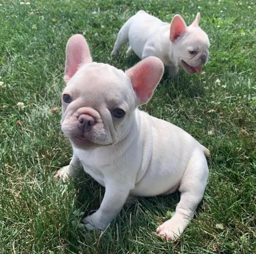 French bulldog puppies available for adoption