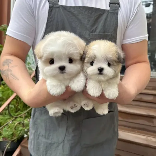 Adorables Cachorros en Venta