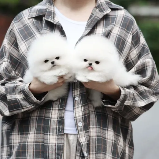 Adorables Cachorros Pomerania en Venta