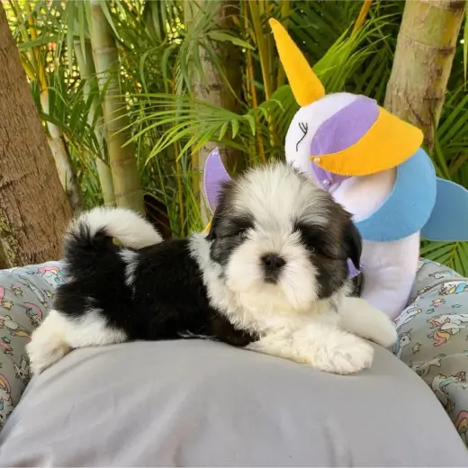 Adorable Cachorro Shih Tzu en Venta