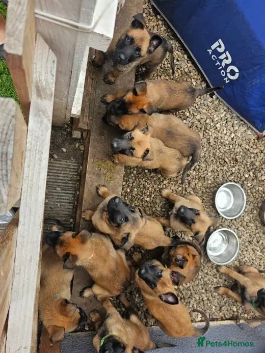 Adorables Cachorros en Adopción