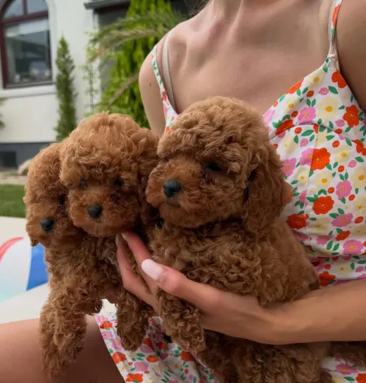 Adorables Cachorros de Poodle
