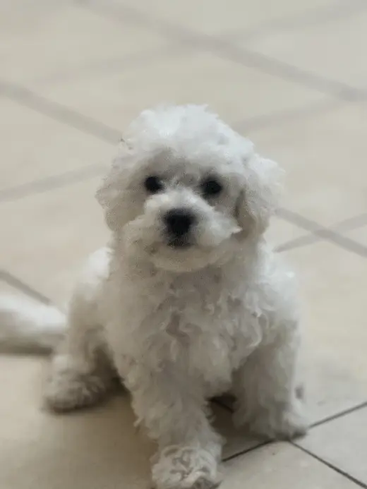 Toy Poodle puppy