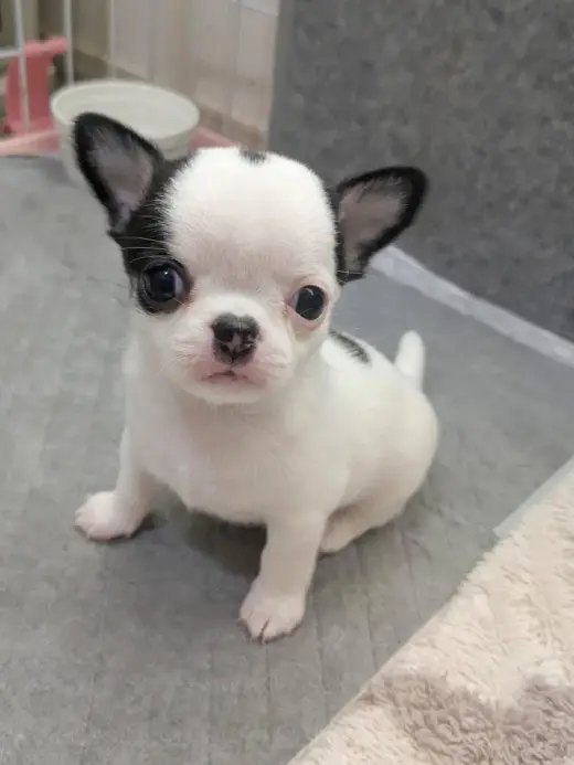 Adorable Cachorro Chihuahua en Venta