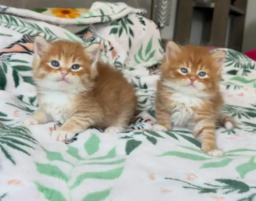 Adorable Kittens for Adoption