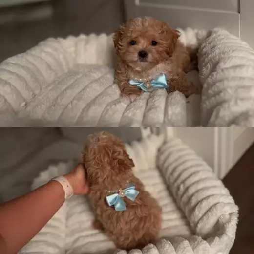 MALTIPO TOY POODLES