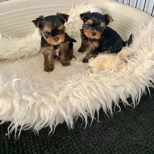 5,Teacup Yorkie Puppies Up For New Home….