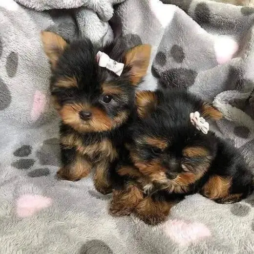 Adorables Cachorros Yorkshire Terrier en Venta