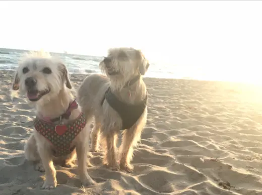 Become a Volunteer for LA Animal Services