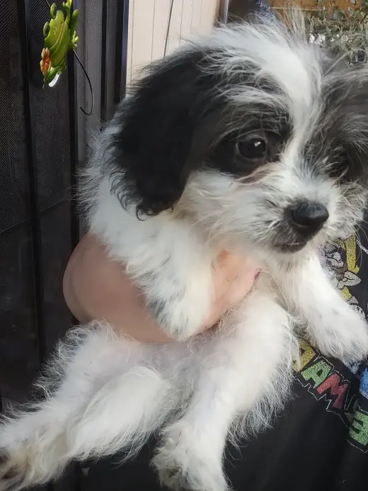Perritos Mini Poodle y Terrier