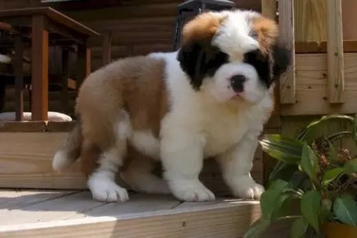 Adorable Cachorro de San Bernardo en Venta