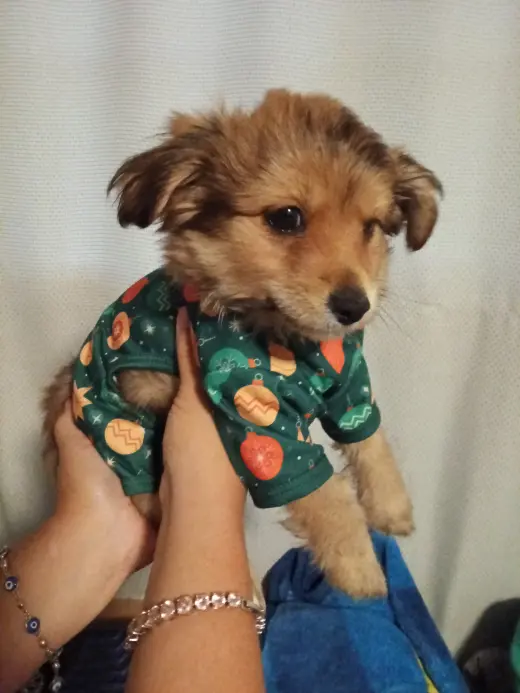 Lindo cachorro