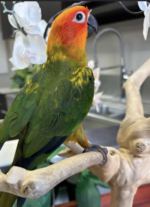 Hermoso Pájaro Colorido en Venta