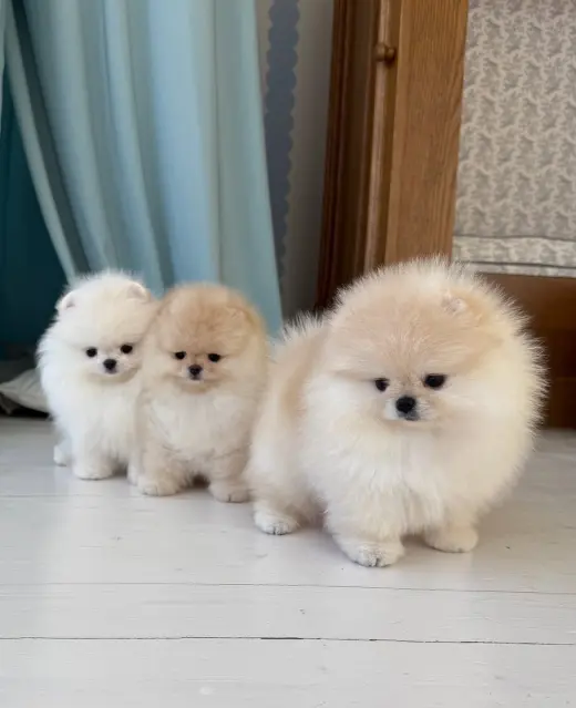 Adorables Cachorros Pomerania en Venta