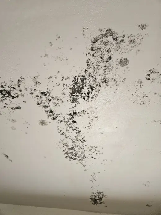 Mold remediation