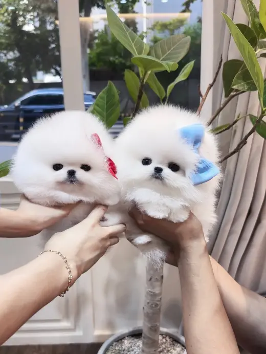 Adorables Cachorros Pomerania en Venta