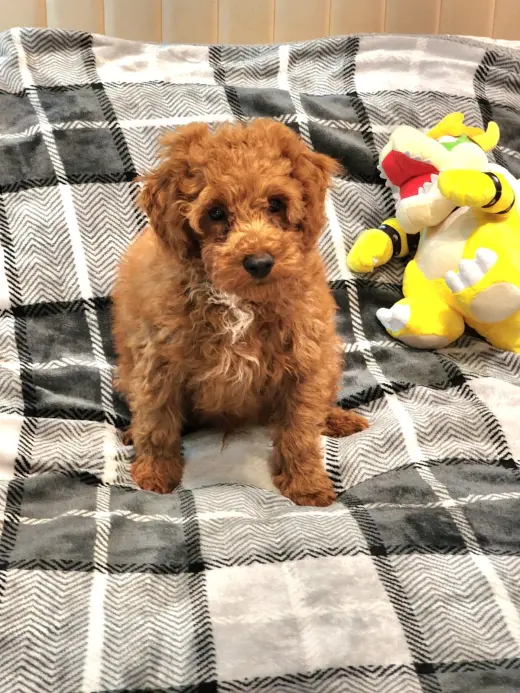 Mini Goldendoodles