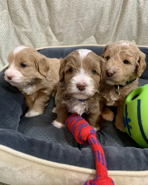 Adorable Miniature Puppies for Sale