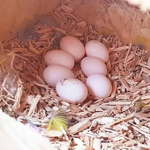 Huevos