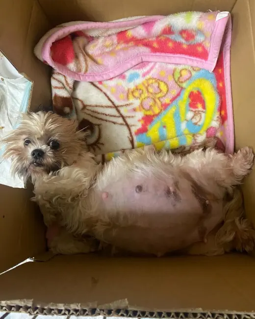 Perra Adorable en Adopción
