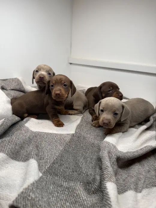 Dachshund Puppies Available