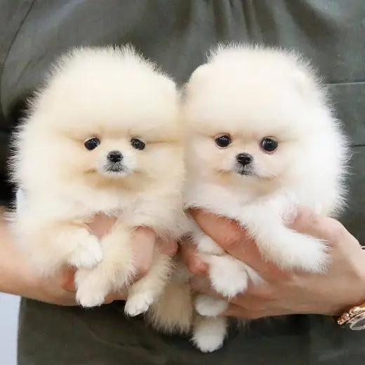 Cachorros Pomerania miniatura