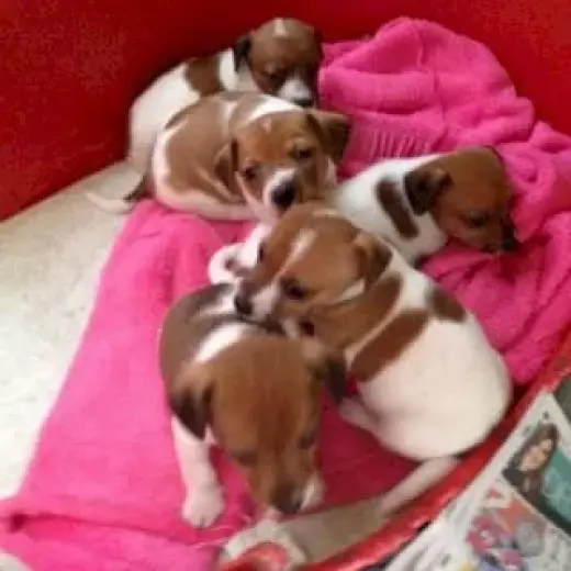 Jack russell regalo bebe macho y hembra al mejor precio de venta