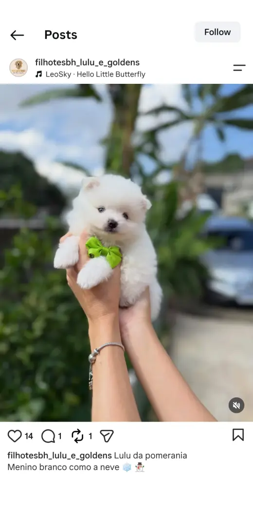Adorable White Pomeranian Puppy for Sale