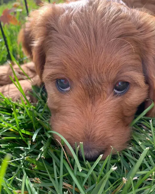 F1B Mini Golden Doodle