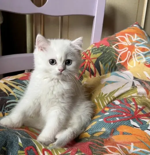 Adorable Gatito Blanco en Adopción