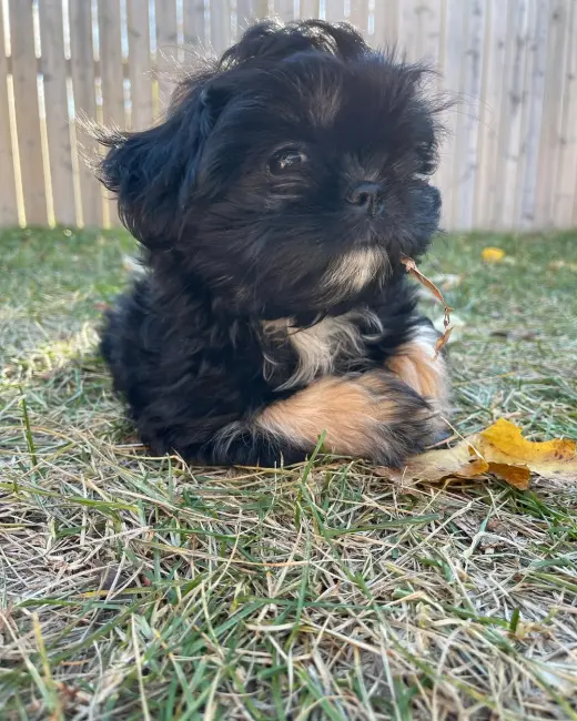 Adorable Cachorro Shih Tzu en Venta