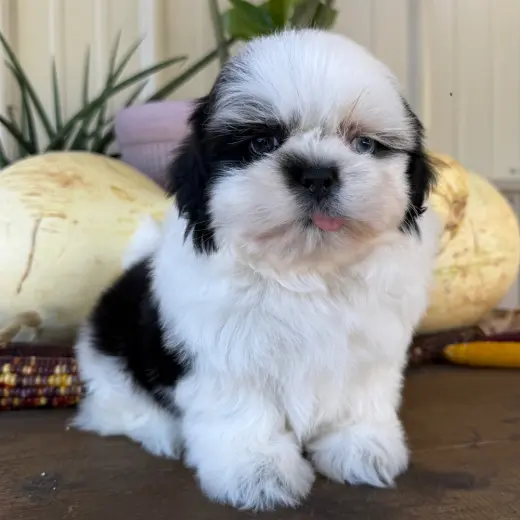 Baby shihtzu puppies