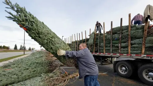 Tree Lot Helper