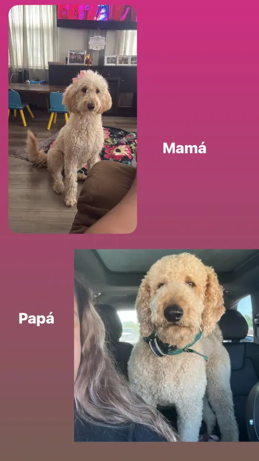 Adorables Cachorros Goldendoodle en Venta