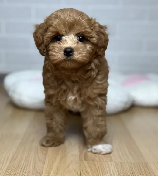 Adorable Cachorro de Poodle Miniatura en Venta
