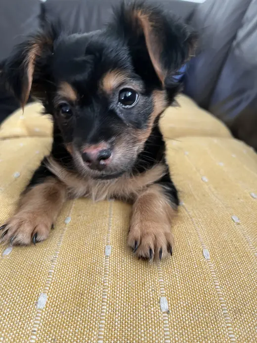 Perro Pequeño Adorable en Adopción