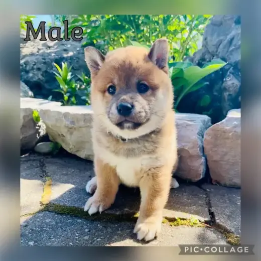 Shiba Inu puppies 2 left!
