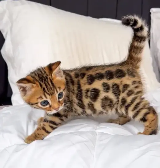 Gatitos Bengalíes Entrenados