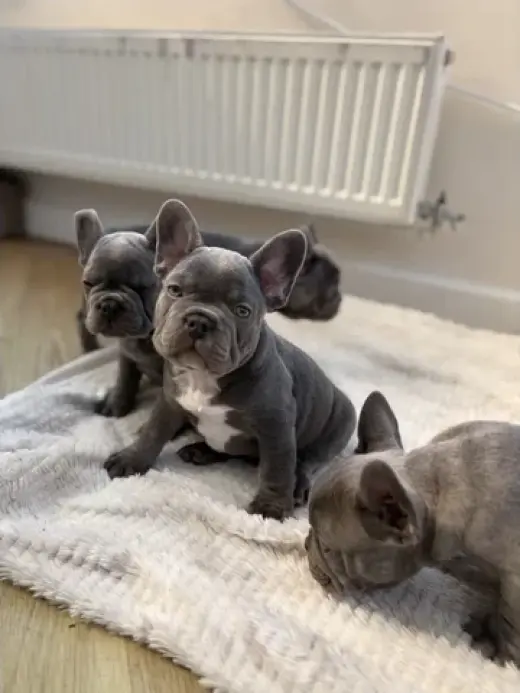 Blue Frenches Disponibles