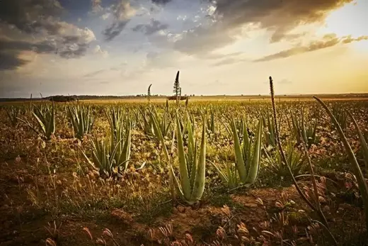 Aloe Propolis Creme