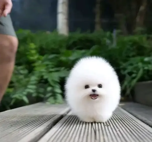 French bulldog and Pomeranian