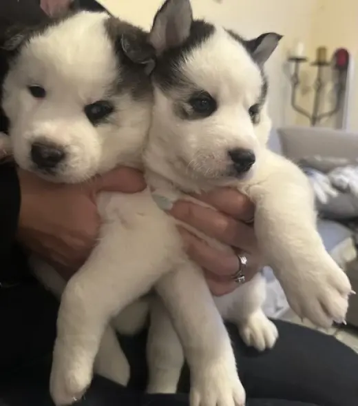 Beautiful husky’s siberianos