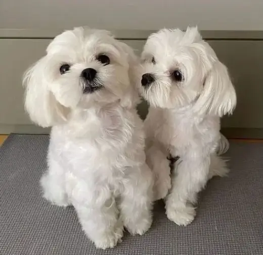 Purebred Maltese puppies