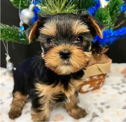 Lovely yorkie puppies