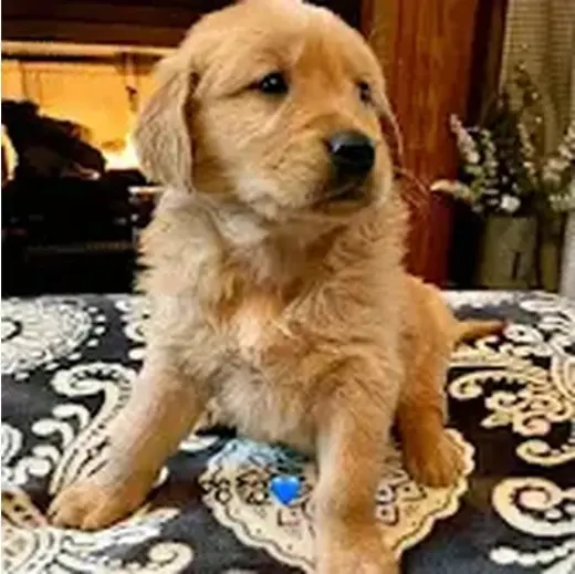 Beautiful Golden retrievers