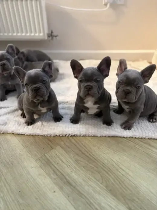 Bulldog Francés en Venta