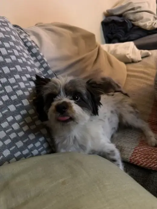 Perrito en Adopcion